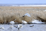 swans taking off _DSC0883.jpg