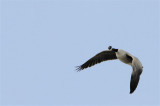 Goose flying over Springfield Lake _DSC1132.jpg