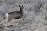 Deer from Portneuf Road _DSC1174.jpg