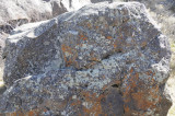 crustose lichen on a rock _DSC1223.jpg