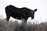 Moosie Girl - Moose eating in light snow smallfile _DSC1648.jpg