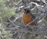 Robin in a juniper tree smallfile _DSC1865.jpg