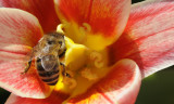 Trimmers flower with bee _DSC1970.jpg