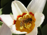 Trimmers flower with bee _DSC1950.jpg