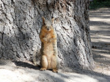 ISU squirrel girl P1020522.jpg
