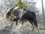 Mangy Moose P1020529.jpg