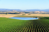 Vineyard and dam