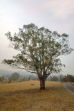 Tree in the drought