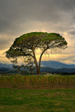 Vineyard tree at dusk