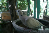 dove, Agua Blanca