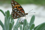Gulf frittilary butterfly (Agraulis vanillae) on sea lavendar