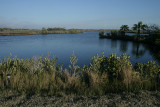 salt marsh, Ozello