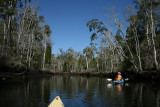 kayaking, Waccasassa River