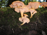 Chanterelles? Very likely. Did we risk eating them?... Nah.Jim Markowich