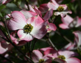 Pink Dogwood