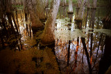 swamp10.jpg