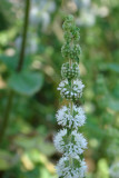 Poejo - Que cheirinho! // Pennyroyal (Mentha pulegium)