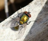 Mosca Calliphoridae // Blow Fly (Lucilia sericata), male
