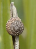 Caracol // Snail (Hygromiidae)