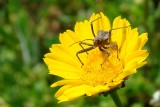 Percevejo // Assassin Bug (Oncocephalus sp.), nymph
