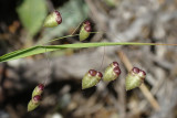 Bole-bole-maior // Greater Quaking-grass (Briza maxima)