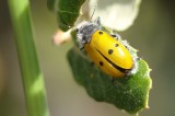 Escaravelho // Beetle (Lachnaia cylindrica)