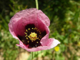 Dormideira-brava // Opium Poppy (Papaver somniferum)