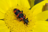 Escaravelho // Beetle (Trichodes leucopsideus)