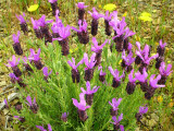 Rosmaninho-maior // French Lavender (Lavandula stoechas)
