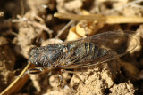 Cigarra // Cicada (Tettigetta sp.)