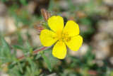 Tomilho-mourisco // Clammy cistus (Fumana thymifolia)