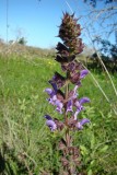 Meadow Sage (Salvia pratensis)