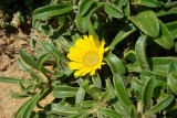 Pampilho-martimo (Asteriscus maritimus)