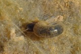 Caracol de gua // Water Snail (Planorbarius metidjensis)