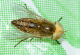 Mosca da famlia Tabanidae // Horse Fly (Atylotus quadrifarius), male