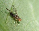 Mosca da famlia Opomyzidae // Fly (Geomyza tripunctata)