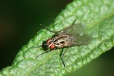 Mosca da famlia Anthomyiidae // Anthomyiid Fly (Hylemya vagans)