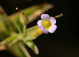 Lenifólio (Gratiola linifolia)