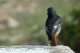 Rabirruivo // Black Redstart (Phoenicurus ochruros)