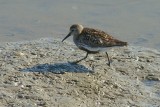 Pilrito-de-peito-preto /|\ Dunlin (Calidris alpina)