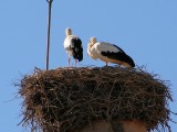 Ninho de Cegonha // Nest of White Stork (Ciconia ciconia)