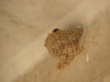 Ninho de Andorinha-das-rochas // Crag Martin nest (Ptyonoprogne rupestris)