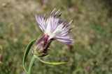 Lios-speros // Rough Star-thistle (Centaurea aspera)
