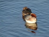 Piadeiras // Eurasian Wigeon (Anas penelope)