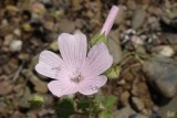 Malva-de-espanha (Malva hispanica)