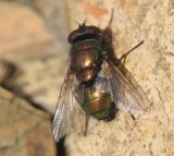 Mosca da famlia Calliphoridae // Blow Fly (Lucilia sericata)