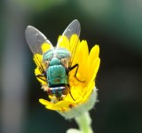 Mosca // Fly (Neomyia cornicina), female