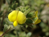 Flor do Campo // Wildflower (Ononis pubescens)