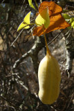 Fruto da Erva-cavalinha // Pipe Vine - fruit (Aristolochia baetica)