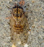 Cigarra // Cicada (Cicada barbara lusitanica)